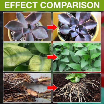 🔥Plant Nutrient Solution