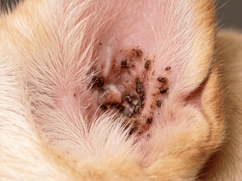 Dirty pet ear