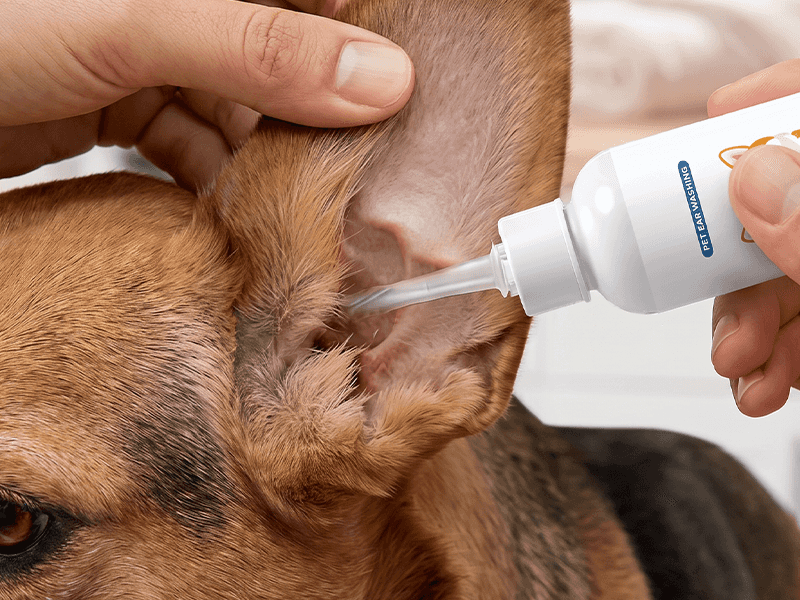 Step 1: Apply ear cleaner drops