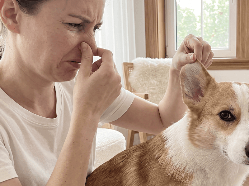 Pet owner noticing unpleasant ear odor