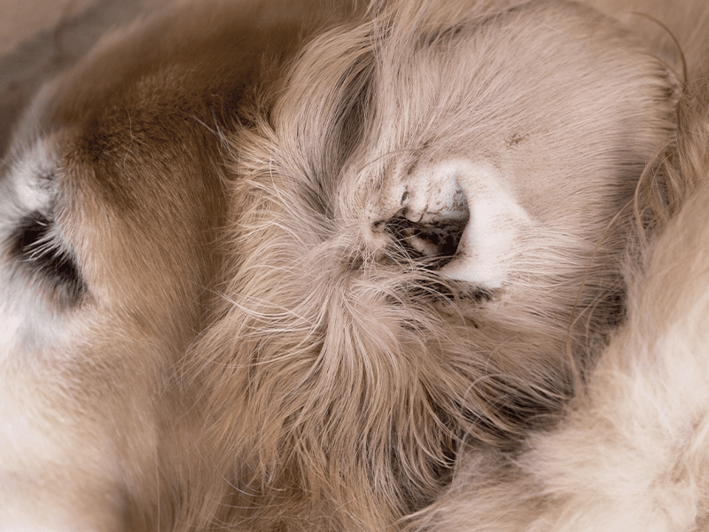 Visible wax buildup inside a pet's ear
