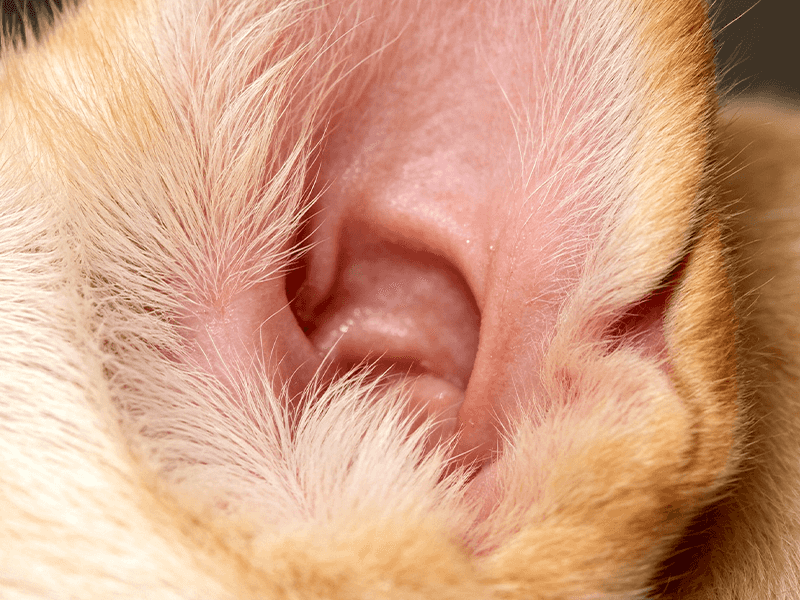 Clean pet ear