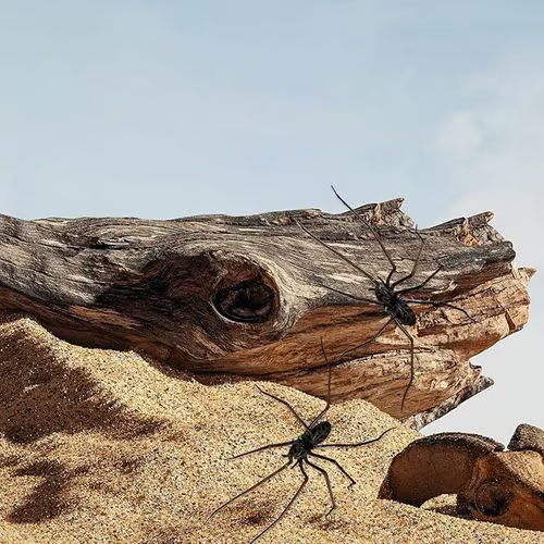 Spider Fridge Magnet🎁Realistic Spider Magnets, for Refrigerator, Garage Door, or Car