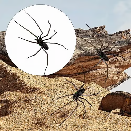 Spider Fridge Magnet🎁Realistic Spider Magnets, for Refrigerator, Garage Door, or Car