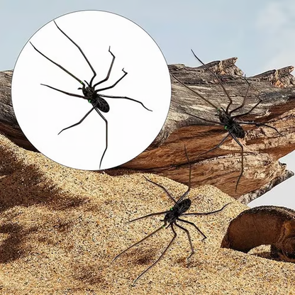 Spider Fridge Magnet🎁Realistic Spider Magnets, for Refrigerator, Garage Door, or Car